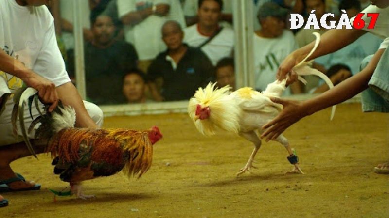 Cập nhật trận đấu đá gà đòn nhanh, chính xác