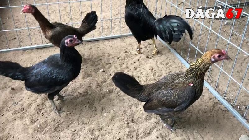 Đặc điểm chỉ có ở gà mái cựa xấu