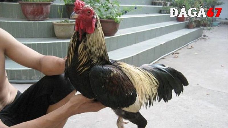 Giá trị của gà Cao Lãnh Đồng Tháp