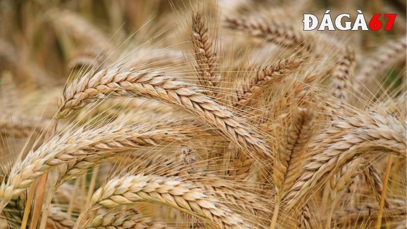 Lúa mì là một loại ngũ cốc cho gà đá