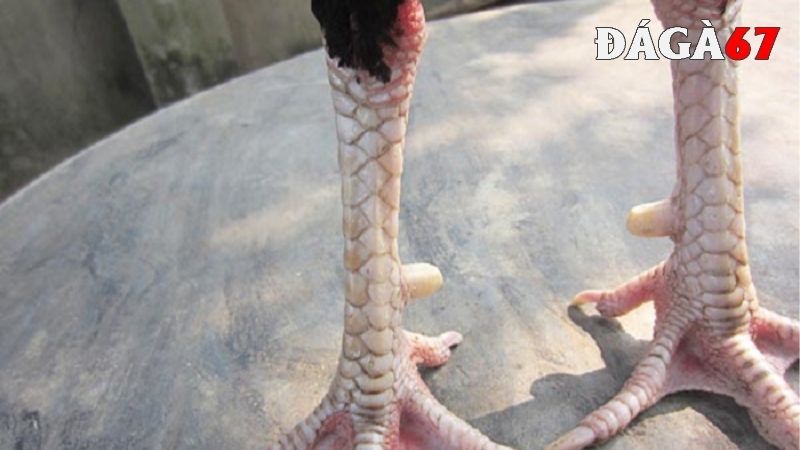 Lưu ý khi chọn gà qua vảy