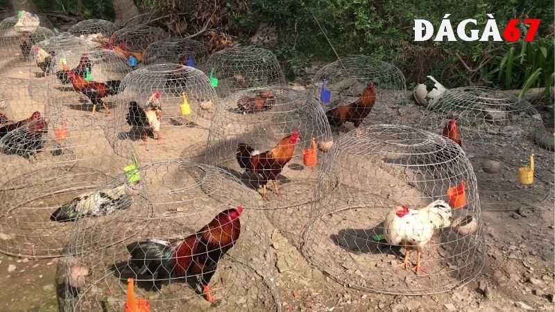 Lưu  ý khi tắm cho gà chọi