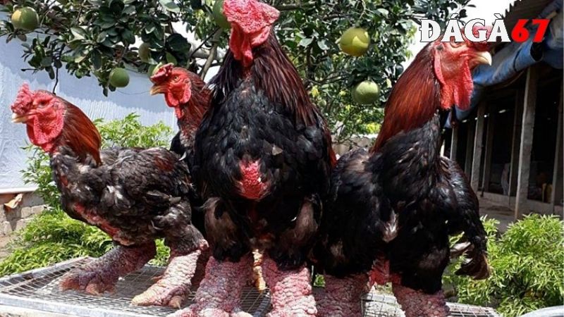 Lưu ý trong cách chọn gà Đông tảo thuần chủng