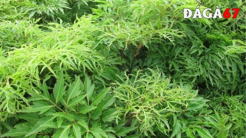 Thảo dược hỗ trợ tăng lực cho gà đá