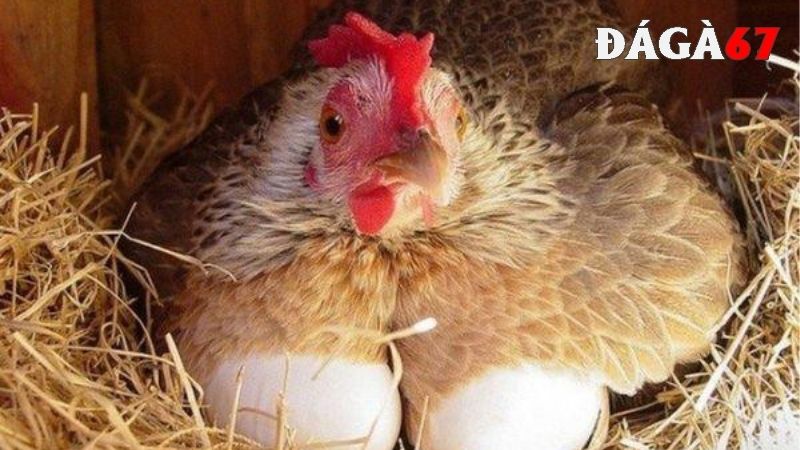 Cách bảo quản trứng gà để ấp ở độ ẩm phù hợp